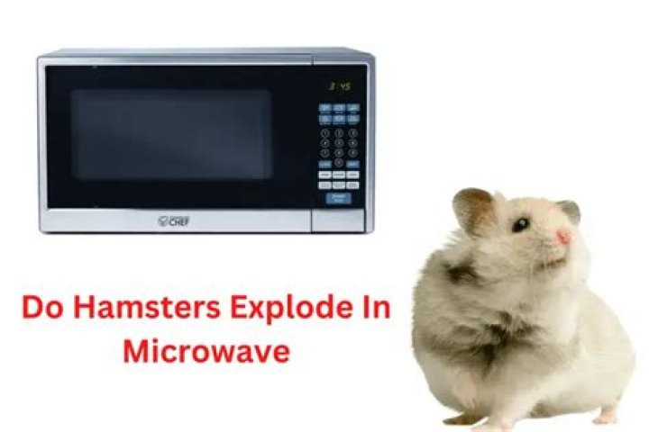 Did hamsters microwave? - SnogBlogy